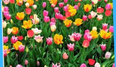 Flowers PH 10