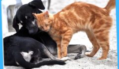 Animal Welfare 01
