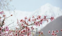 Cherry Blossoms